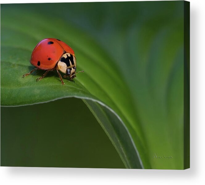 Ladybug Acrylic Print featuring the photograph Out For A Stroll by Vickie Szumigala