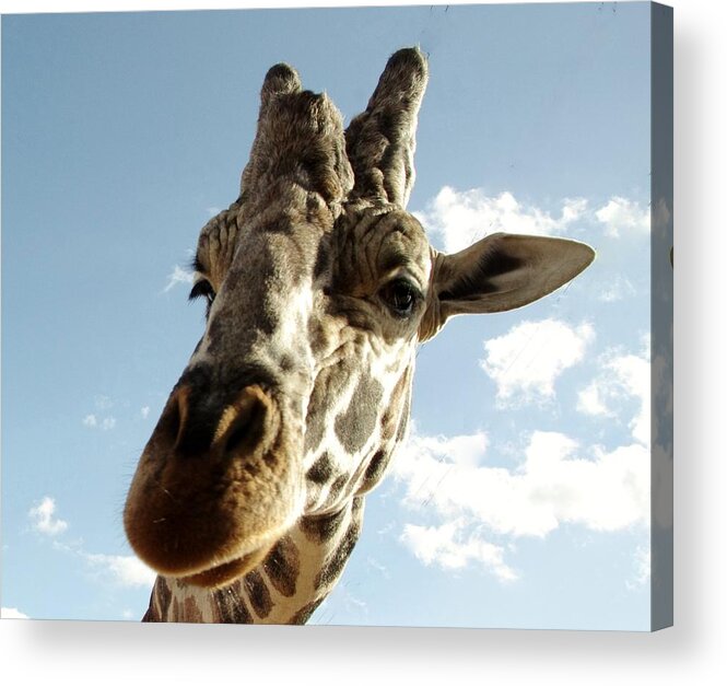 Out Of Africa Acrylic Print featuring the photograph Out of Africa Girraffe 2 by Phyllis Spoor