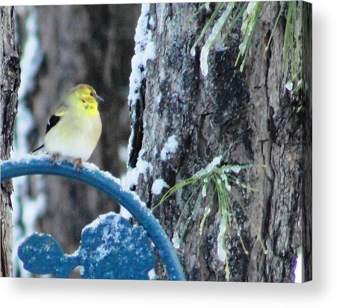 Winter Acrylic Print featuring the photograph Outside my Window by Norma Brock