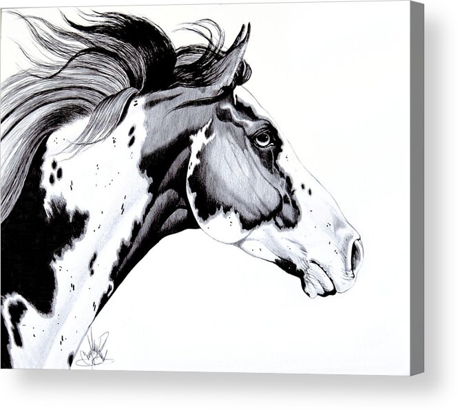 Horse Art Acrylic Print featuring the drawing Overo Paint Horse by Cheryl Poland