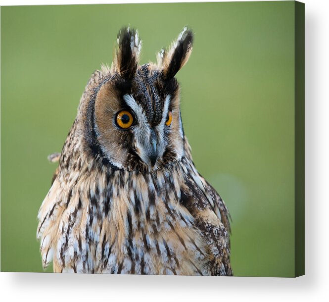 Animals Acrylic Print featuring the photograph Owl Portrait by Dennis Dame