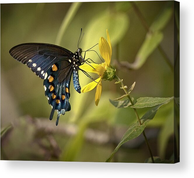 Butterfly Acrylic Print featuring the photograph Ozark Spicebush Swallowtail on Sunflower by Michael Dougherty