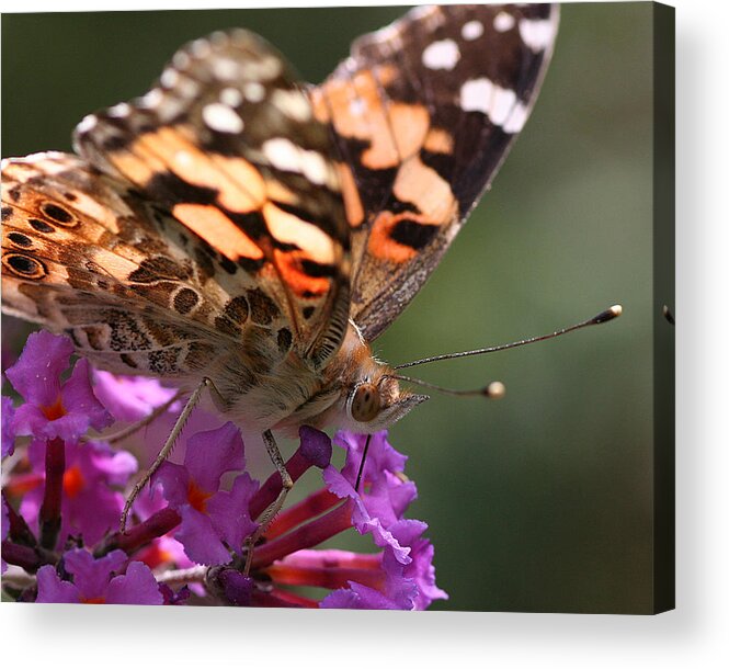 Nature Acrylic Print featuring the photograph Painted Lady on Butterfly Bush by William Selander