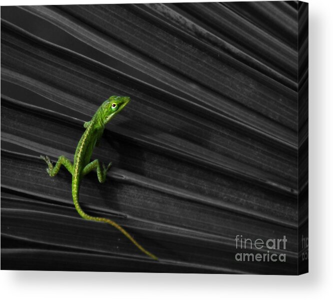 Anole Acrylic Print featuring the photograph Palm Leaf Lizard by Deborah Smith