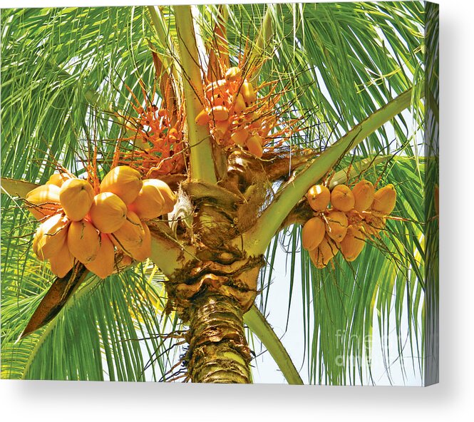 Coconuts Acrylic Print featuring the photograph Palm Tree with Coconuts by Val Miller