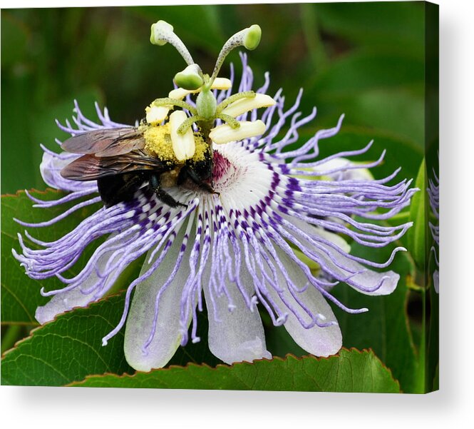 Passion Flower Acrylic Print featuring the photograph Passion Flower and Bee by Randi Kuhne