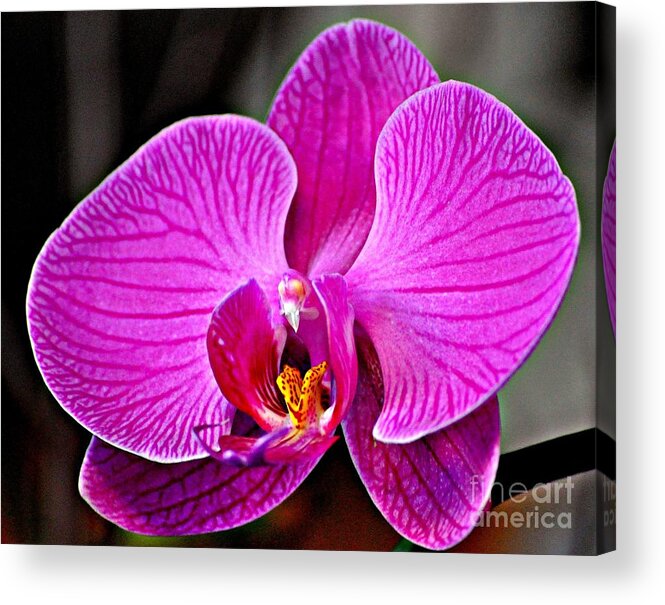 Orchid Acrylic Print featuring the photograph Passion II by Nona Kumah