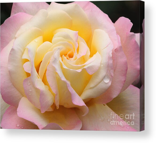 Nature Acrylic Print featuring the photograph Peace Rose by Olivia Hardwicke
