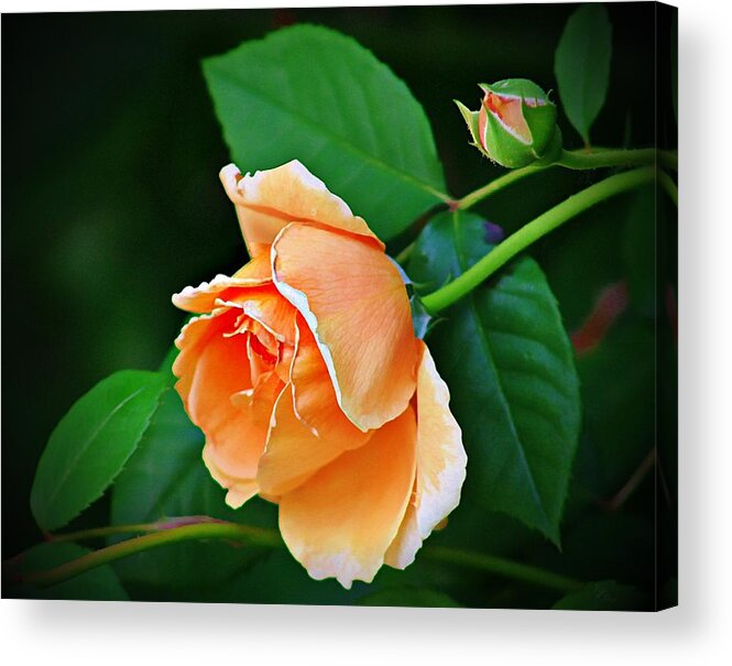 Rose Acrylic Print featuring the photograph Peach Rose by Karen McKenzie McAdoo