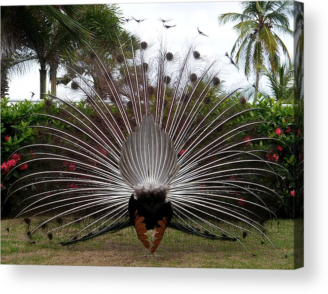 Richard Reeve Acrylic Print featuring the photograph Peacock - Turnaround by Richard Reeve