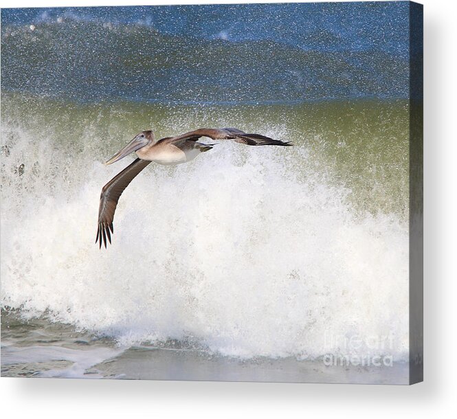 Pelican Acrylic Print featuring the photograph Pelican and Crushing Surf 4103 by Jack Schultz