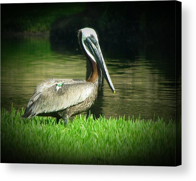 Pelican Acrylic Print featuring the photograph Pelicans are Free by MTBobbins Photography