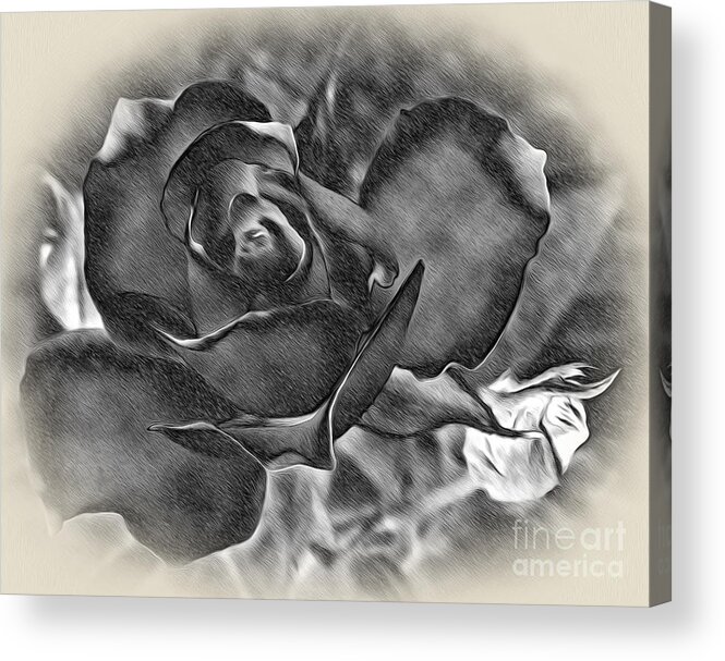 Photography Acrylic Print featuring the photograph Pencil and Ink Rose by Kaye Menner