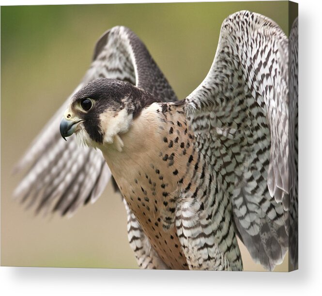 Taking Off Acrylic Print featuring the photograph Peregrine Falcon by Jody Trappe Photography
