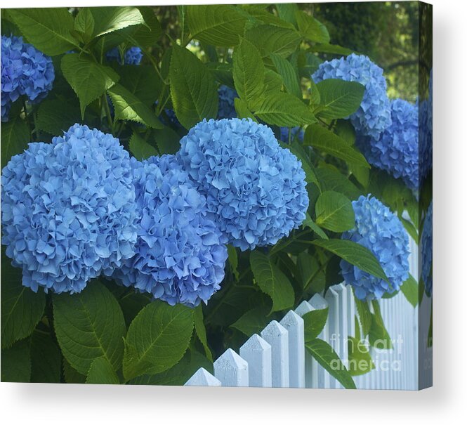 Blue Hydrangeas Acrylic Print featuring the photograph Perfect Blue Hydrangeas by Amazing Jules
