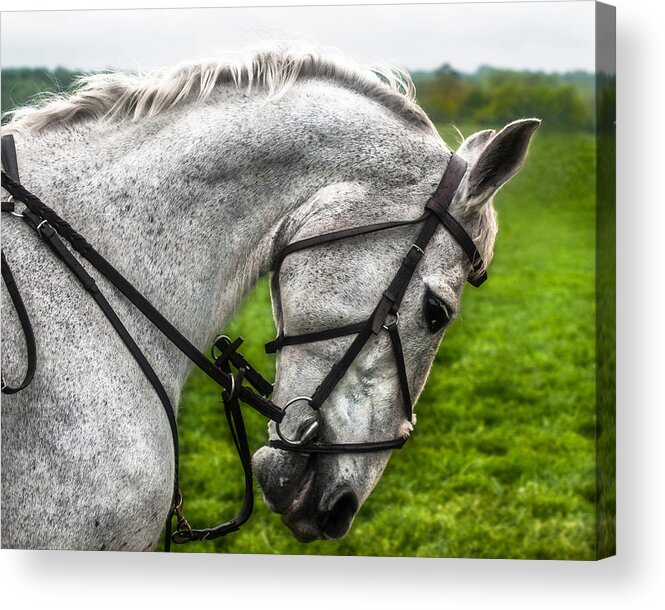 Steeplechase Acrylic Print featuring the photograph Peripheral Vision by Robert L Jackson