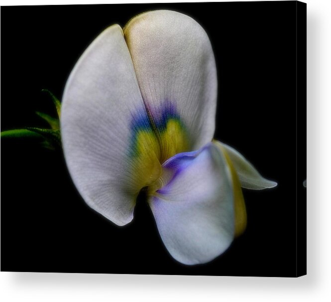 Flower Acrylic Print featuring the photograph Petal Paint by Michelle Ayn Potter