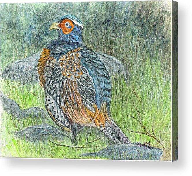 Drawing Acrylic Print featuring the drawing Pheasant Common Male by Carol Wisniewski