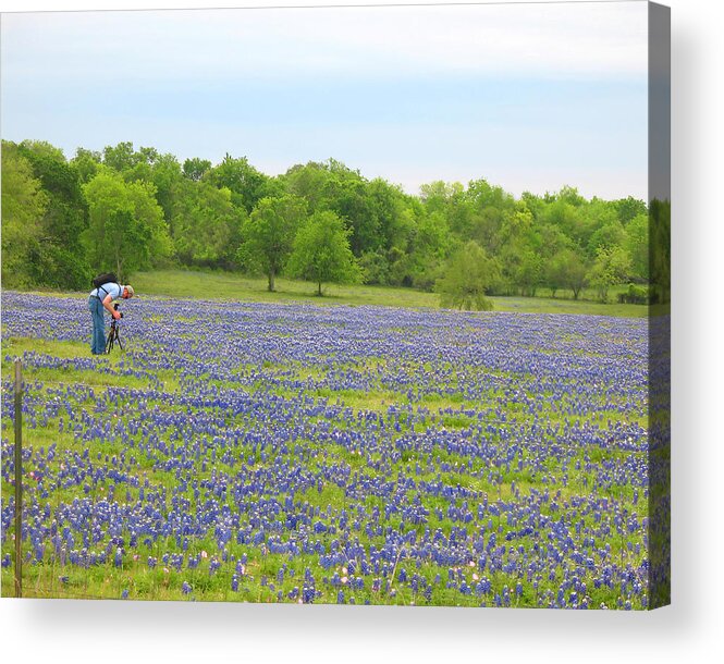 Photographing Bluebonnets Acrylic Print featuring the photograph Photographing Texas Bluebonnets by Connie Fox