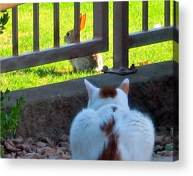 Calico Cat Acrylic Print featuring the photograph Pico Watching by Phyllis Kaltenbach