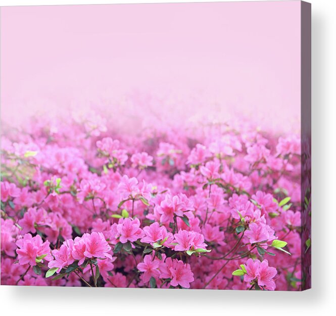 Dawn Acrylic Print featuring the photograph Pink Azaleas Background by Phototropic