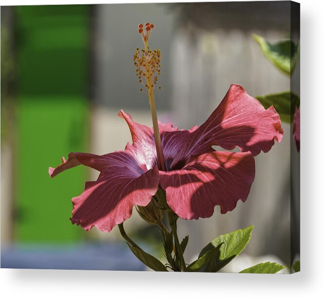  Rosa-sinensis Acrylic Print featuring the photograph Pink hibiscus and green door by Marianne Campolongo