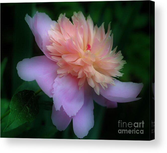 Peony Acrylic Print featuring the photograph Pink Peony Flower by Smilin Eyes Treasures
