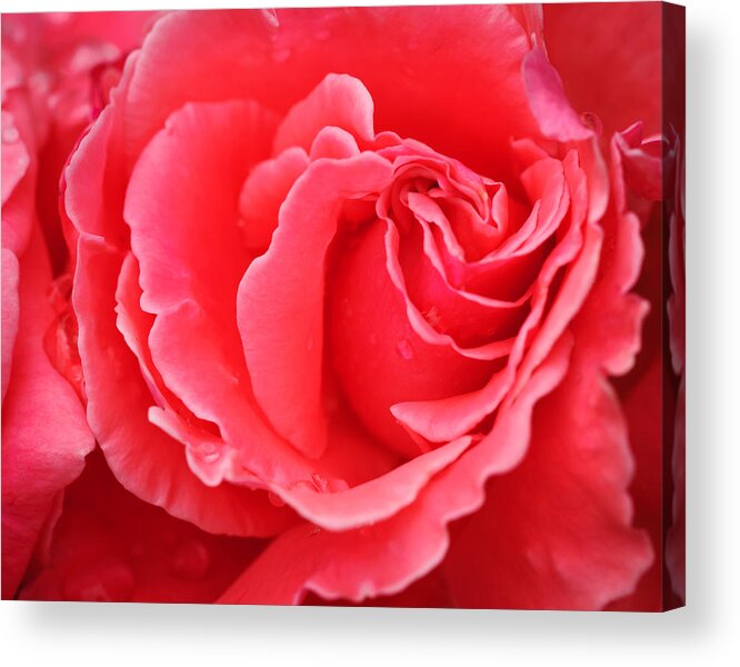 Rose Acrylic Print featuring the photograph Pink Rose by Roberta Kayne