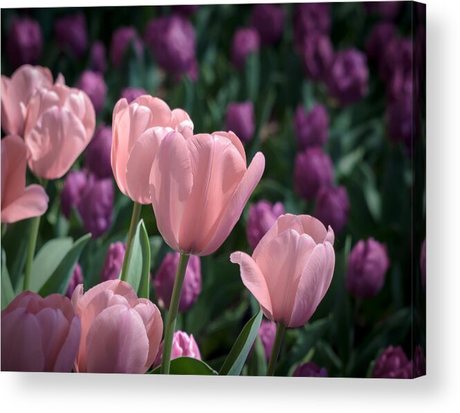Tulip Acrylic Print featuring the photograph Pink Tulips by James Barber