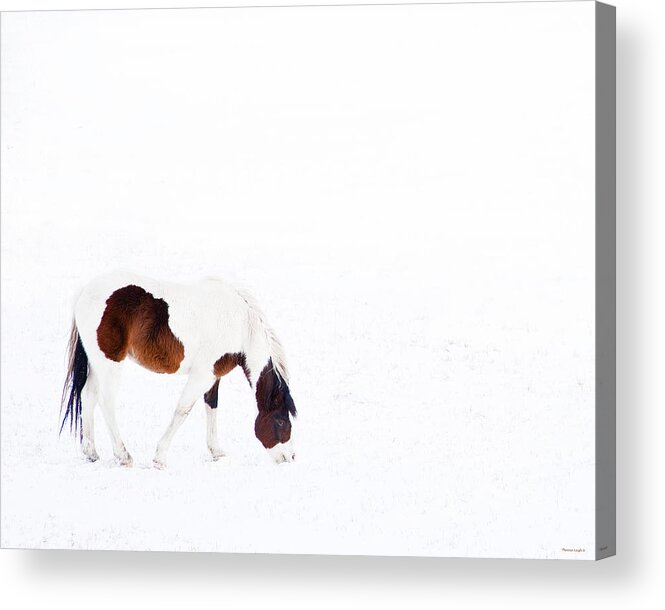 Small Horse Acrylic Print featuring the photograph Pinto Pony by Theresa Tahara