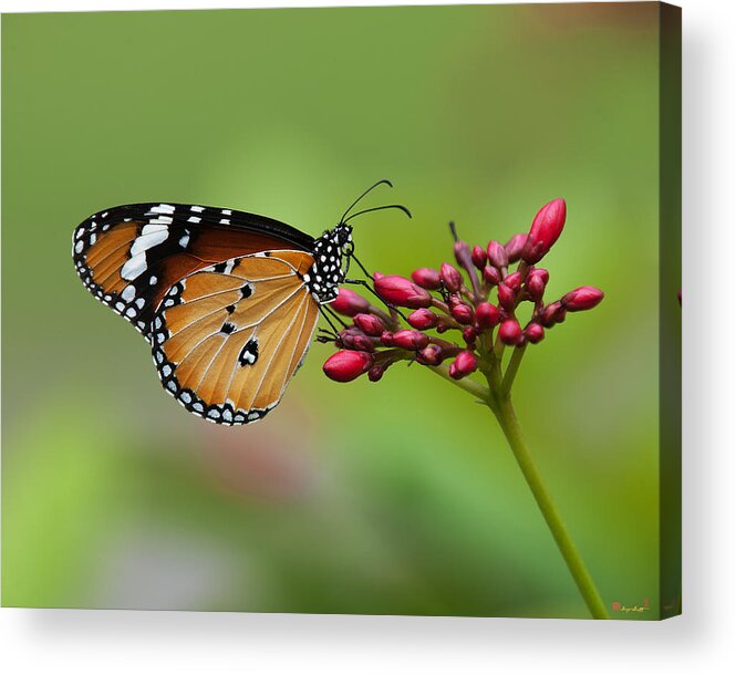 Bangkok Acrylic Print featuring the photograph Plain Tiger or African Monarch Butterfly DTHN0008 by Gerry Gantt