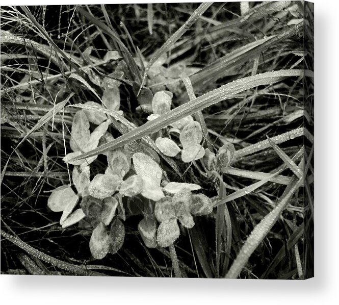 Photography Acrylic Print featuring the photograph 'Plant and Grass with Dewdrops' by Liza Dey