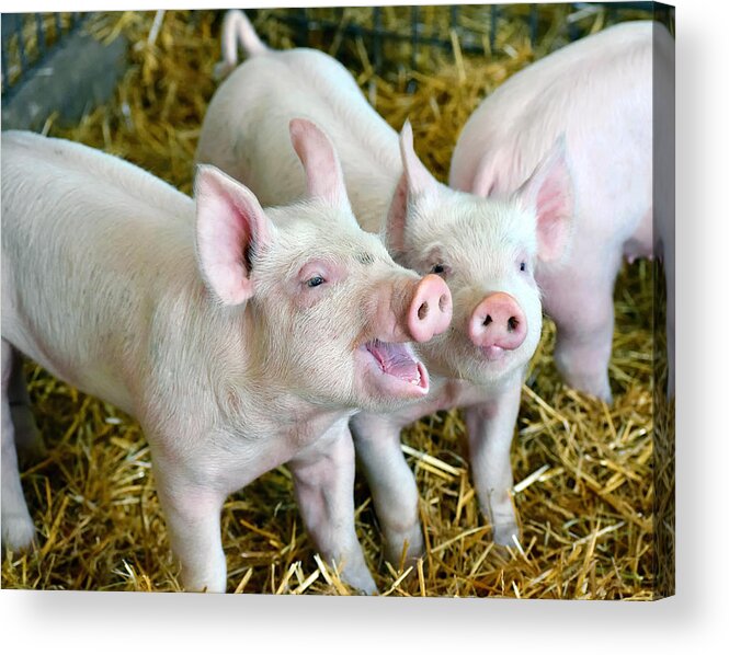 Pig Acrylic Print featuring the photograph Playful Piggies by Colette222
