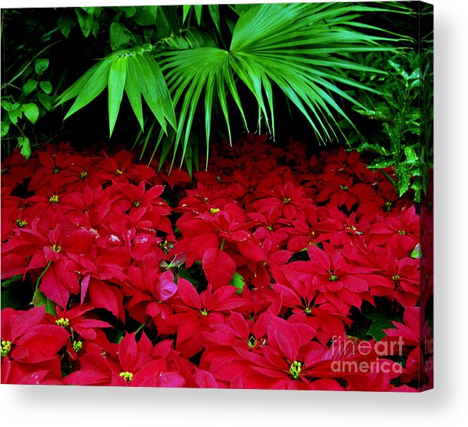 Color Acrylic Print featuring the photograph Poinsettias and Palm by Tom Brickhouse