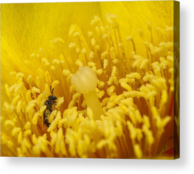 Yellow Acrylic Print featuring the photograph Pollen Forest by Len Romanick