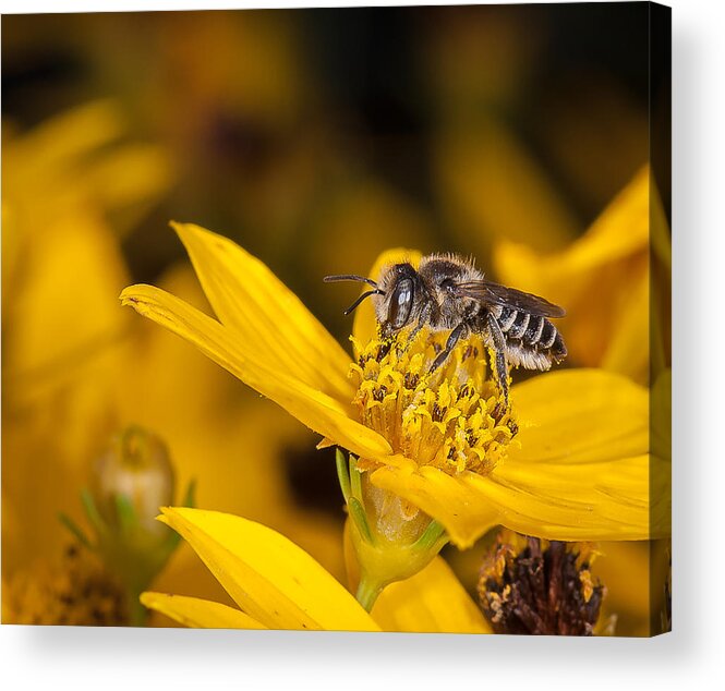 Coreopsis Acrylic Print featuring the photograph Pollenating Coreopsis Flower by Len Romanick