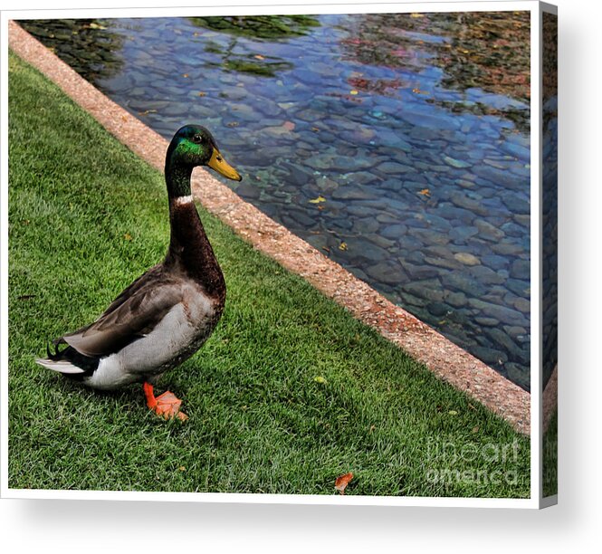 Duck Acrylic Print featuring the photograph Pondering a Swim by Lee Dos Santos