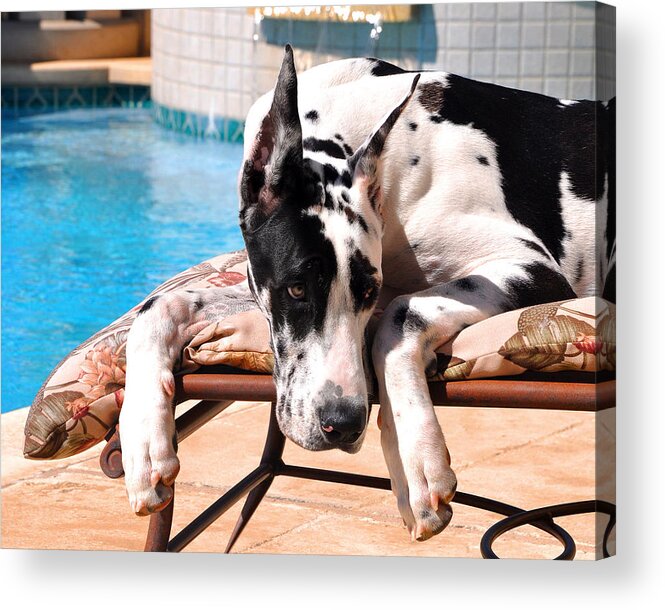 Harlequin Great Dane Acrylic Print featuring the photograph Pondering Poolside by Tony Franza