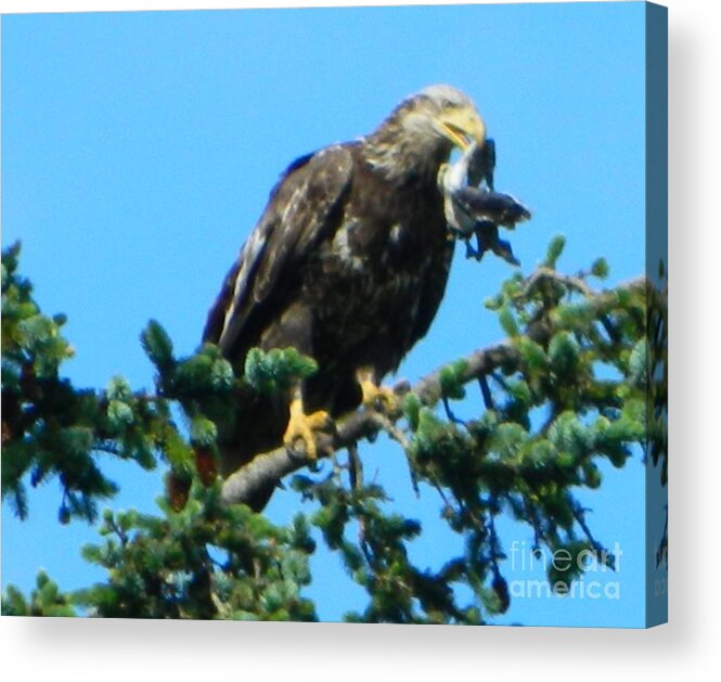 Oregon Acrylic Print featuring the photograph Poor Bird 2 by Gallery Of Hope 
