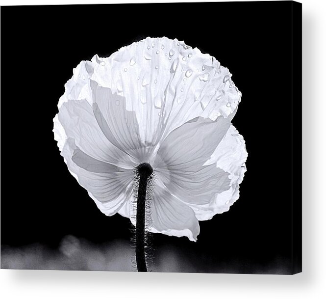 Floral Acrylic Print featuring the photograph Poppy by Elizabeth Budd