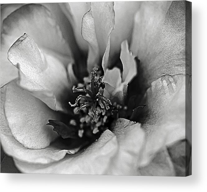 Portulaca Oleracea Acrylic Print featuring the photograph Portulaca II by Robert Mitchell