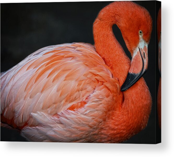 America Acrylic Print featuring the photograph Posing Flamingo by Maggy Marsh