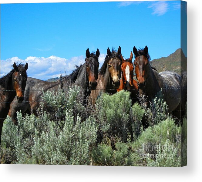 Horse Acrylic Print featuring the photograph Posse by KD Johnson