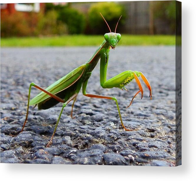 Praying Mantis Acrylic Print featuring the photograph Praying Mantis by Carolyn Cable