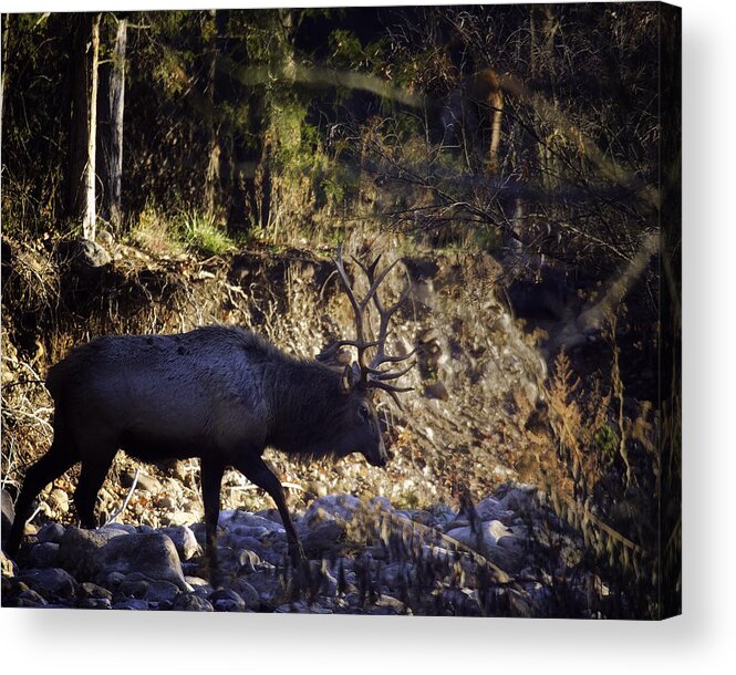 Bull Elk Acrylic Print featuring the photograph Prince Crosses a Stream by Michael Dougherty