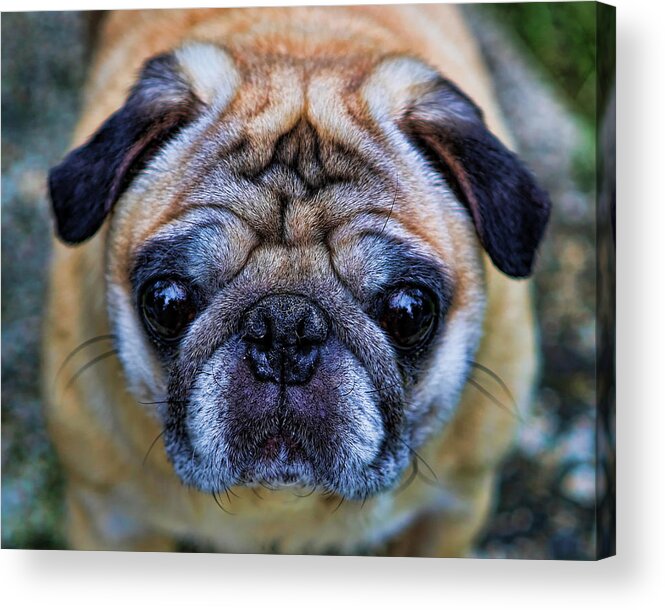 Interior Decoration Acrylic Print featuring the photograph Pug - Man's Best Friend by Lee Dos Santos