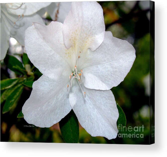 Flower Photography Acrylic Print featuring the photograph Purity by Patricia Griffin Brett