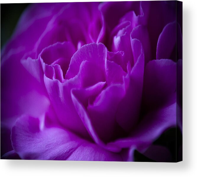 Wall Art Acrylic Print featuring the photograph Purple Beauty by Ron Roberts