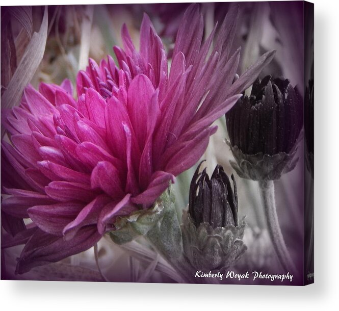 Purple Flower Acrylic Print featuring the photograph Purpose by Kimberly Woyak