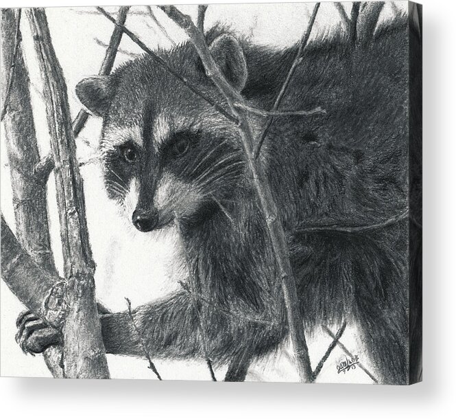 Animal Acrylic Print featuring the drawing Raccoon - Charcoal Experiment by Joshua Martin